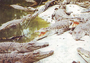 buaya.jpg (300×211)